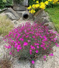 Dianthus deltoides (Hvozdík kropenatý)
