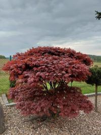 Acer (Javor)