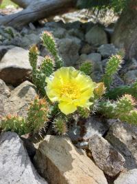 Opuntia (Opuncie)