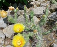 Opuntia (Opuncie)