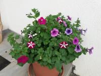 Petunia (Petúnie)