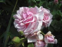 Rosa (Růže 'La France')