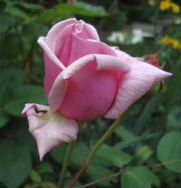 Rosa (Růže 'La France')