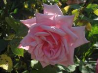 Rosa (Růže 'La France')