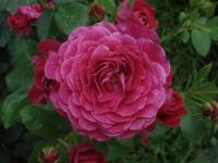 Rosa (Růže 'Domaine de St Jean de Beauregard' - Mnohokvěté růže)