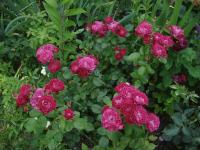 Rosa (Růže 'Domaine de St Jean de Beauregard' - Mnohokvěté růže)