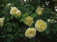 Rosa rugosa (Růže svraskalá 'Agnes')