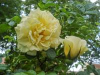 Rosa rugosa (Růže svraskalá 'Agnes')