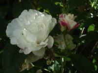 Rosa rugosa (Růže svraskalá 'Louise Bugnet')