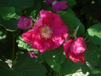 Rosa rugosa (Růže svraskalá 'Carmen')