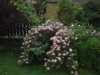 Rosa (Růže 'Dyenis' - Pokryvné růže)