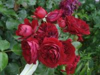 Rosa (Růže 'Rotkäppchen' - Mnohokvěté růže)