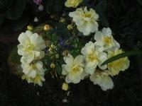 Rosa (Růže 'Celina' - Pokryvné růže)