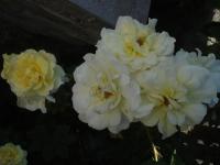 Rosa (Růže 'Celina' - Pokryvné růže)