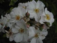 Rosa (Růže 'Vierge Folle' - Sadové růže)
