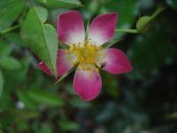 Růže 'Sára' - Skalkové růže