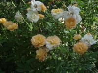Rosa (Růže 'Ghislaine de Féligonde' - Pnoucí růže)