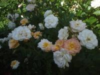 Rosa (Růže 'Ghislaine de Féligonde' - Pnoucí růže)