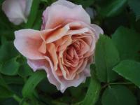 Rosa (Růže 'Eisvogel' - Velkokvěté růže)