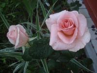 Rosa (Růže 'Flamingo' - Velkokvěté růže)