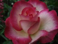 Rosa (Růže 'Jaltinskij Suvenir' - Velkokvěté růže)