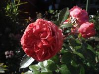 Rosa (Růže 'Chippendale' - Velkokvěté růže)