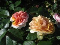 Rosa (Růže 'Chippendale' - Velkokvěté růže)