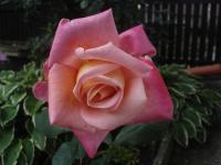 Rosa (Růže 'Jubileum 110' - Velkokvěté růže)