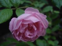 Rosa (Růže 'Hermosa')