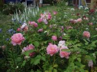 Růže 'Hyde Hall'- Rosa