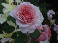 Rosa (Růže 'James Galway' - Anglické růže)