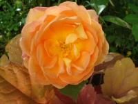 Rosa (Růže 'Lady of Shalott' - Anglické růže)