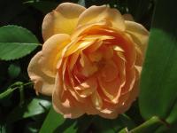 Růže 'Lady of Shalott' - Anglické růže