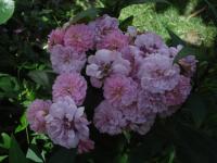 Růže 'Gizike' - Skalkové růže