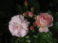 Rosa (Růže 'Ditta' - Skalkové růže)