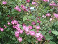 Rosa (Růže 'ML Sitno' - Pnoucí růže)