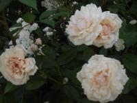 Rosa (Růže 'Rylona' - Pnoucí růže)