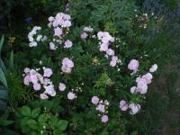 Rosa (Růže 'Samaria' - Skalkové růže)