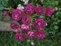 Růže 'Suridahel' - Skalkové růže