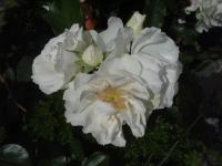 Růže 'ThDr Pavol Jantausch' - Skalkové růže