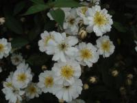 Růže 'Talas' - Skalkové růže