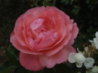 Rosa (Růže 'Esterházy János' - Velkokvěté růže)