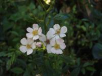 Růže 'Janko Hraško' - Skalkové růže