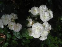 Rosa (Růže 'Buquet Parfait' - Mnohokvěté růže)