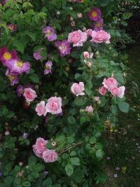 Rosa (Růže 'Centenaire des Lourdes' - Sadové růže)