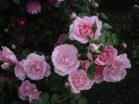 Růže 'Centenaire des Lourdes' - Sadové růže