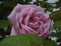 Rosa rugosa (Růže svraskalá 'Conrad Ferdinand Meyer')