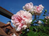 Rosa wichuraiana (Růže Wichurové 'Edmond Proust')