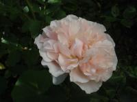 Růže 'Eifelzauber' - Sadové růže