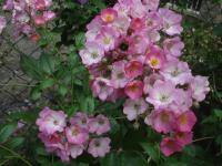 Rosa (Růže 'Heinrich Conrad Söth' - Sadové růže)